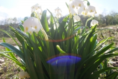 DSCF7576