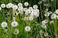 DSCF7606
